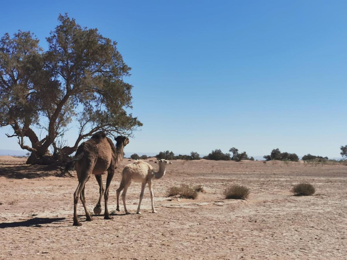 מלון El Gouera Bivouac Erg Chegaga Nomademoi מראה חיצוני תמונה